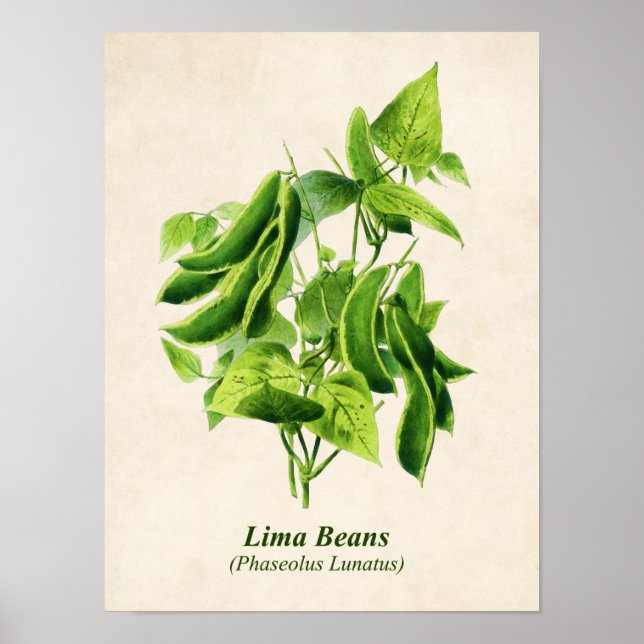 Vintage Botanical Illustration, Butter Bean Vine Poster (Front)