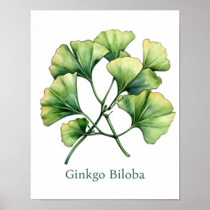 Vintage Botanical Illustration Ginkgo Biloba Poster