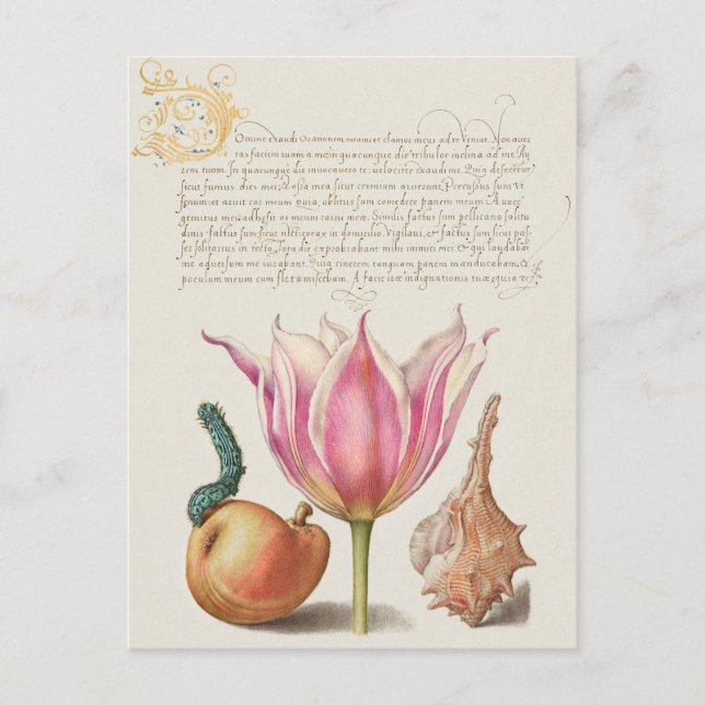 Vintage Botanical Illustration Holiday Postcard (Front)