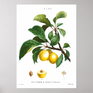 Vintage botanical illustration of a Plum Poster