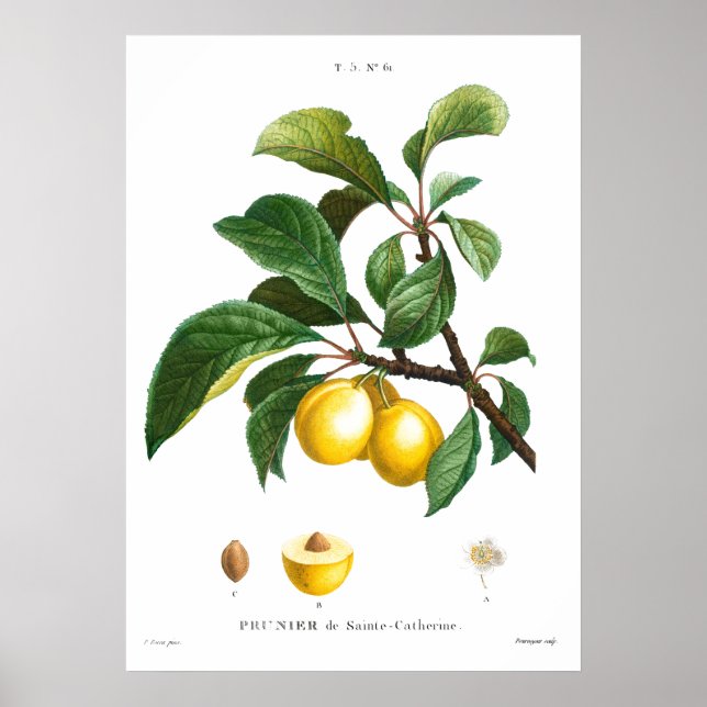 Vintage botanical illustration of a Plum Poster (Front)