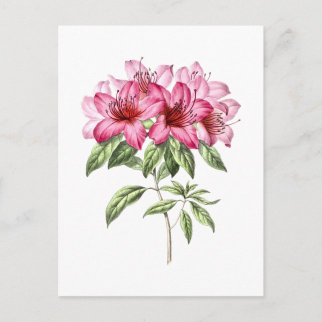Vintage Botanical Illustration of Pink Azalea Postcard (Front)