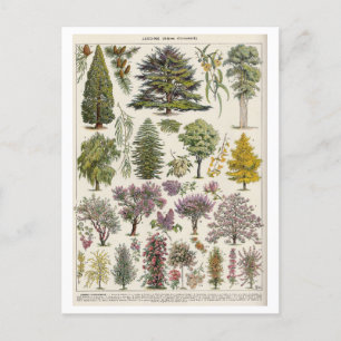 Vintage Botanical Illustration of Trees Postcard