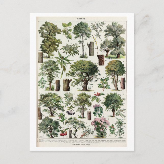 Vintage Botanical Illustration of Trees Postcard (Front)
