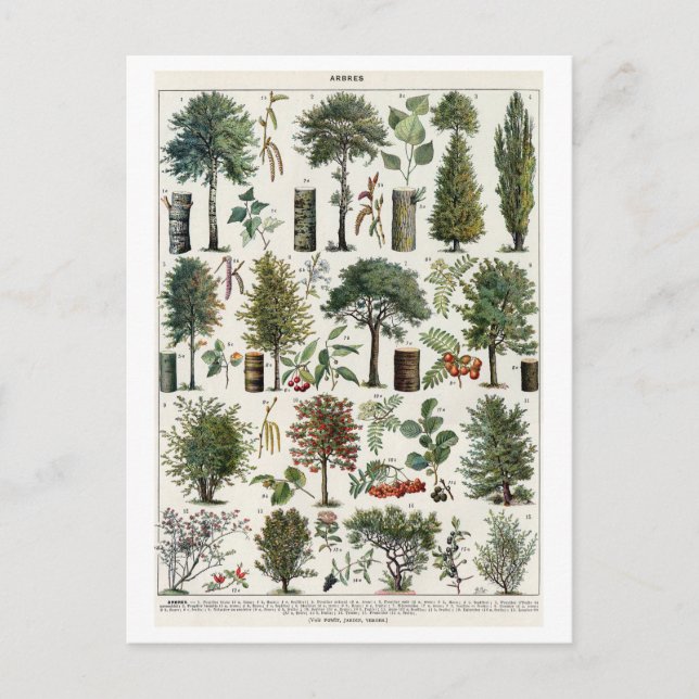 Vintage Botanical Illustration of Trees Postcard (Front)