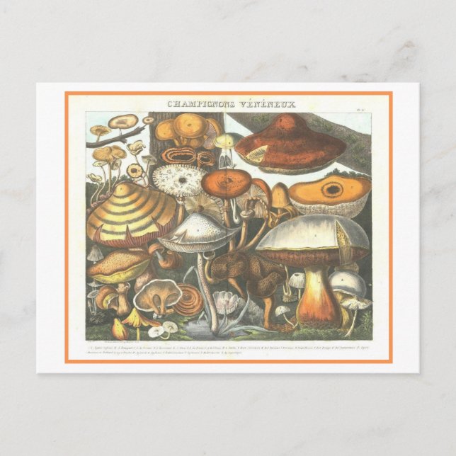 Vintage Botanical Illustration Poisonous Mushrooms Postcard (Front)