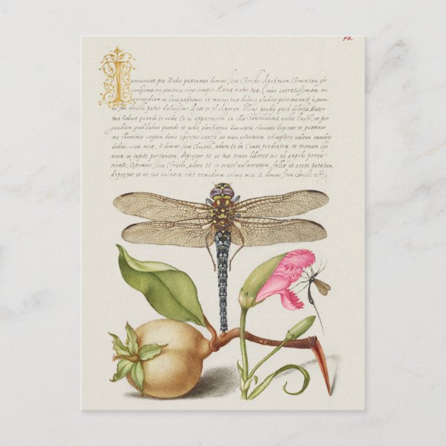 Vintage Botanical Illustration Postcard (Front)