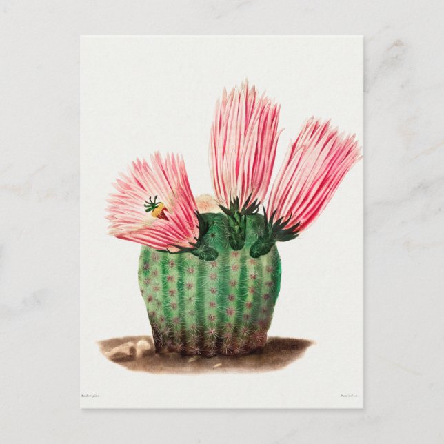 Vintage Botanical Illustration Postcard (Front)