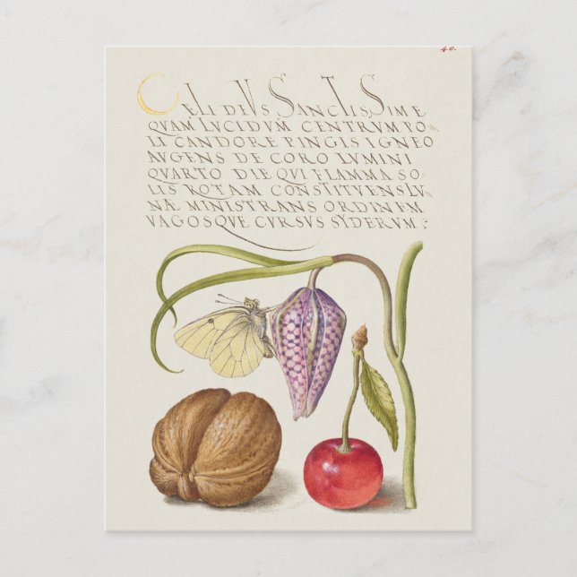 Vintage Botanical Illustration Postcard (Front)
