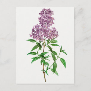 Vintage Botanical Illustration Postcard