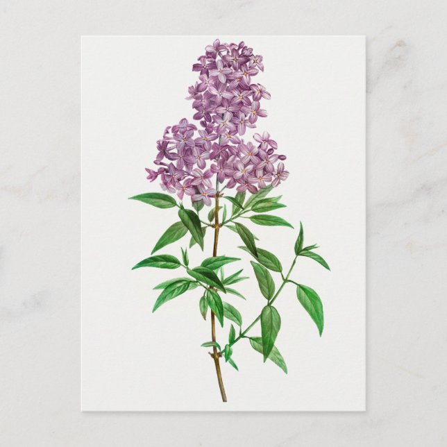 Vintage Botanical Illustration Postcard (Front)