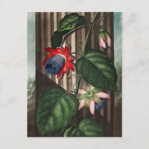 Vintage Botanical Illustration Postcard