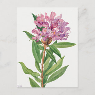Vintage Botanical Illustration Postcard