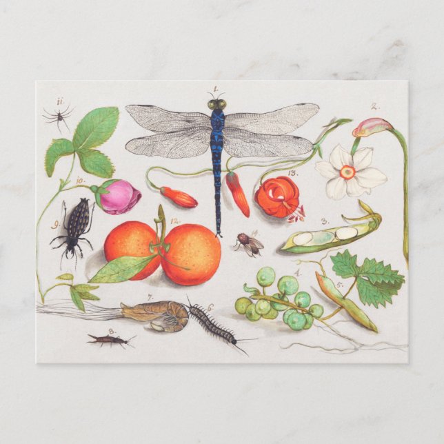 Vintage Botanical Illustration Postcard (Front)