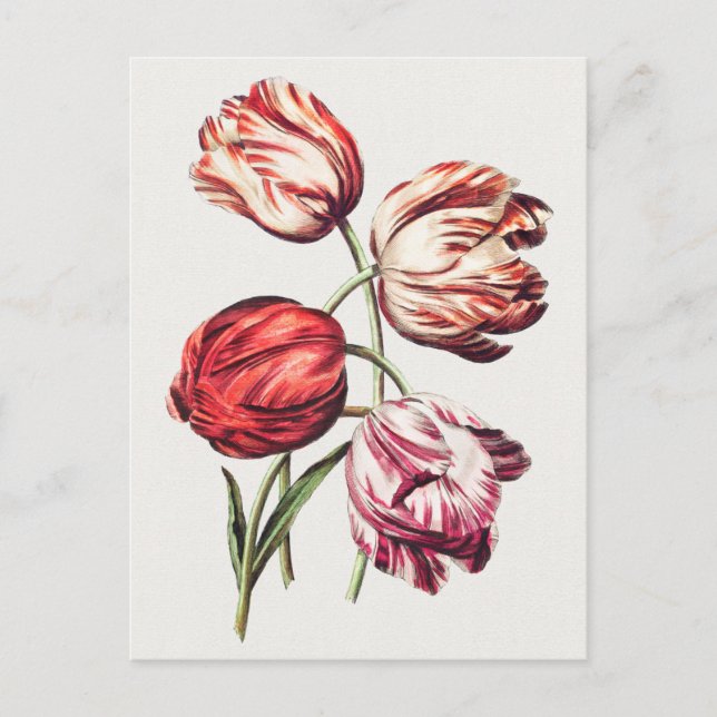Vintage Botanical Illustration Postcard (Front)