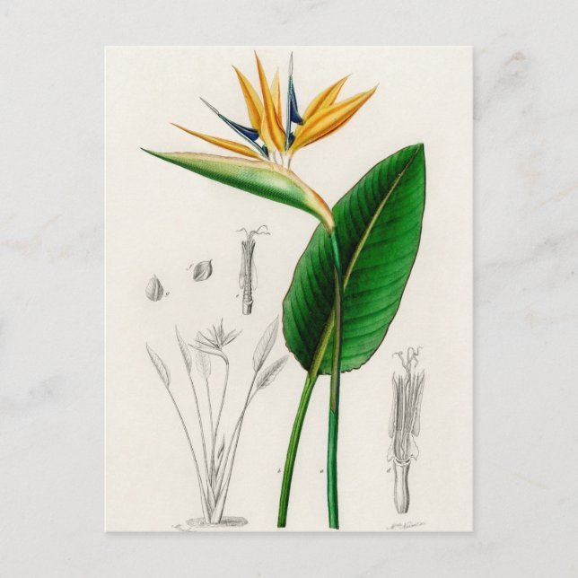 Vintage Botanical Illustration Postcard (Front)