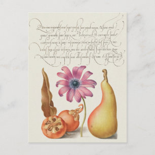 Vintage Botanical Illustration Postcard