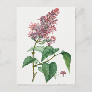 Vintage Botanical Illustration Postcard