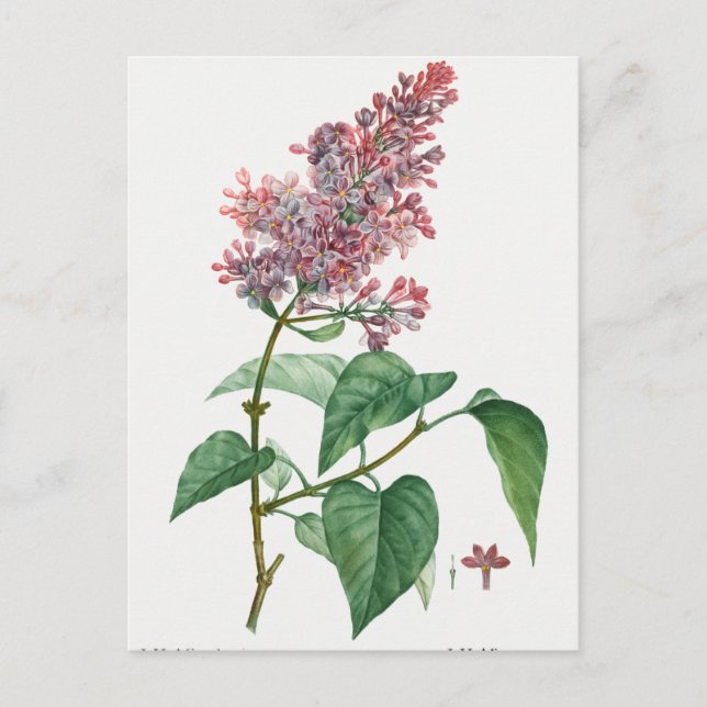 Vintage Botanical Illustration Postcard (Front)