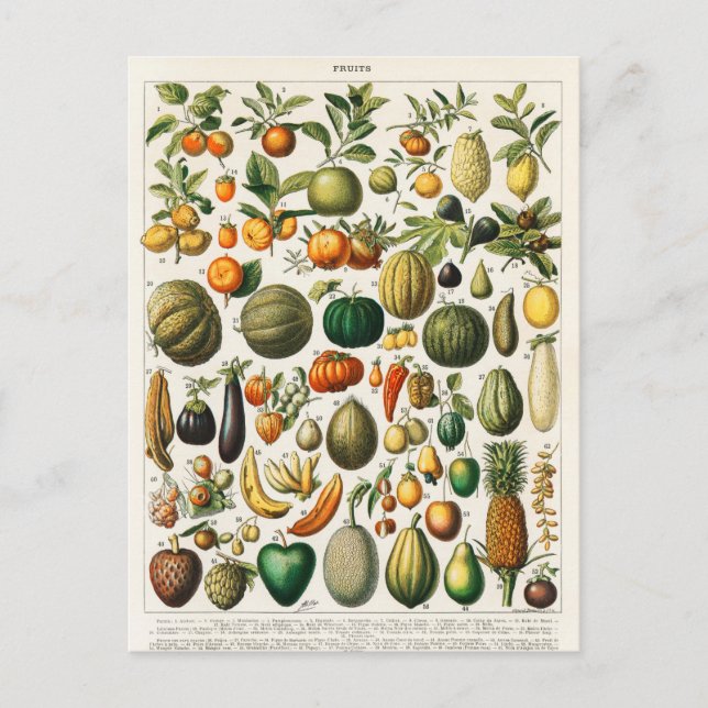 Vintage Botanical Illustration Postcard (Front)
