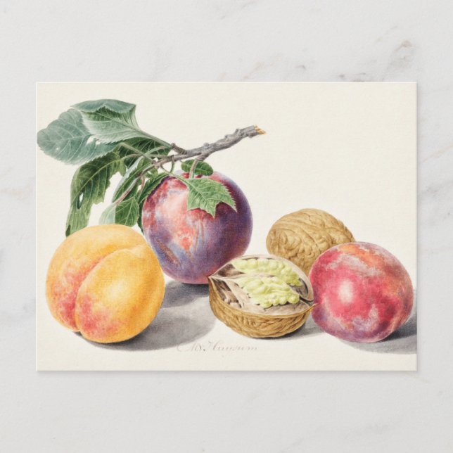 Vintage Botanical Illustration Postcard (Front)