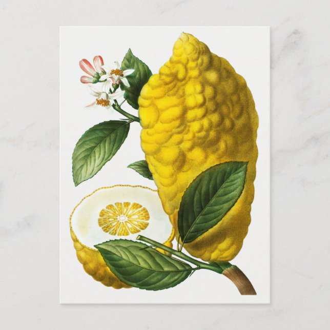 Vintage Botanical Illustration Postcard (Front)