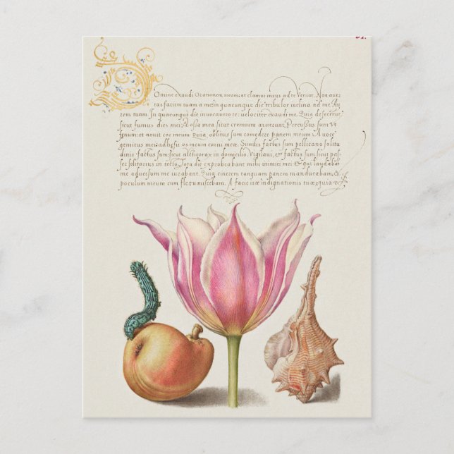 Vintage Botanical Illustration Postcard (Front)