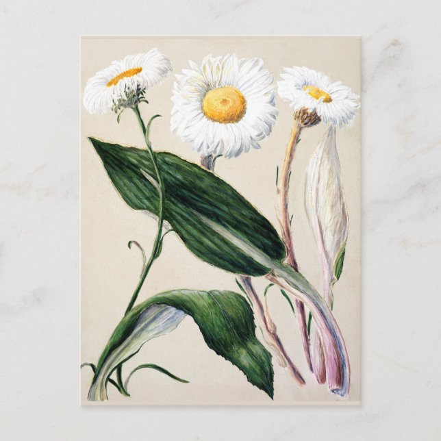 Vintage Botanical Illustration Postcard (Front)