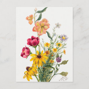Vintage Botanical Illustration Postcard