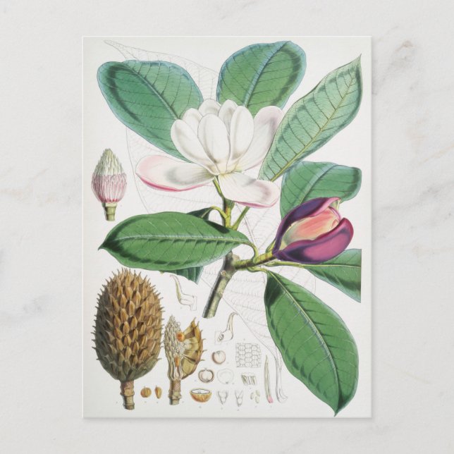 Vintage Botanical Illustration Postcard (Front)