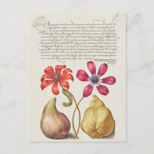 Vintage Botanical Illustration Postcard