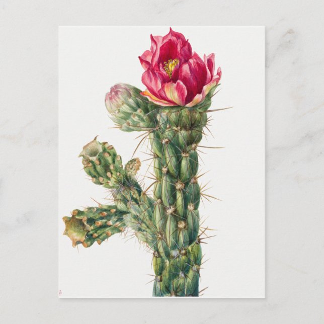 Vintage Botanical Illustration Postcard (Front)