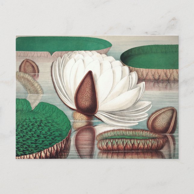 Vintage Botanical Illustration Postcard (Front)