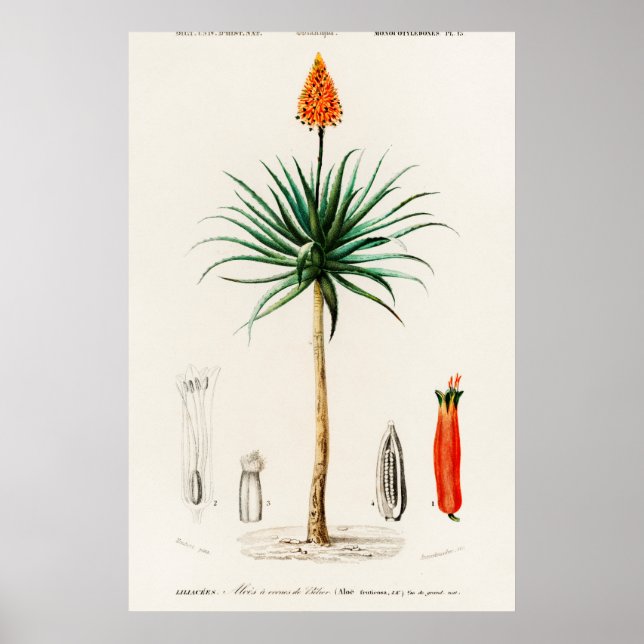 Vintage Botanical Illustration Poster (Front)
