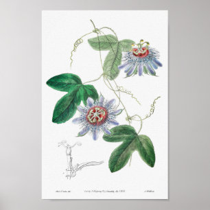 Vintage Botanical Illustration Poster