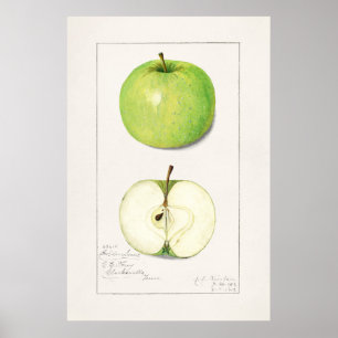 Vintage Botanical Illustration Poster