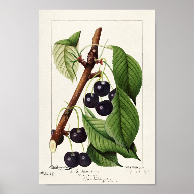 Vintage Botanical Illustration Poster (Front)