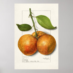 Vintage Botanical Illustration Poster