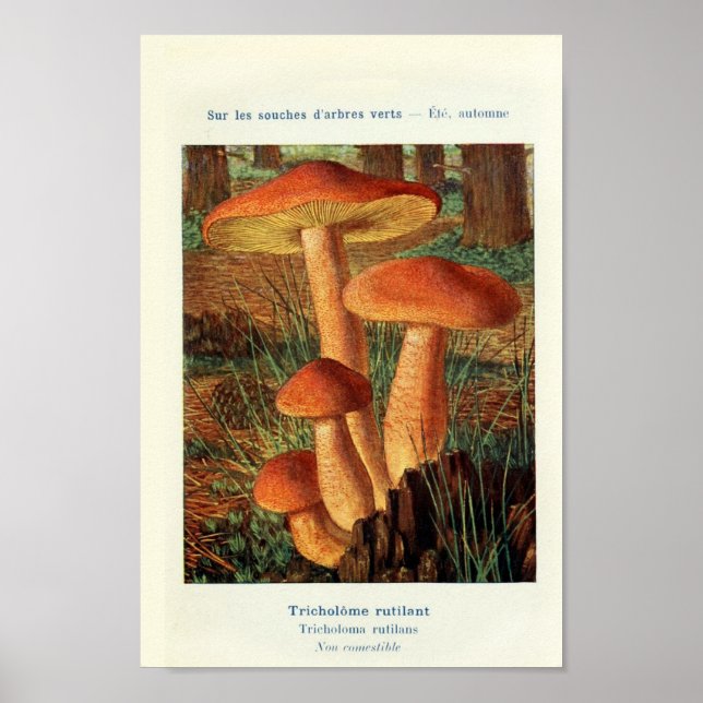 Vintage Botanical Illustration Poster (Front)