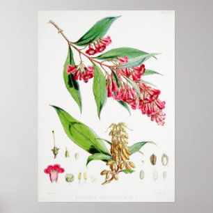 Vintage Botanical Illustration Poster