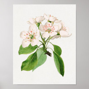 Vintage Botanical Illustration Poster