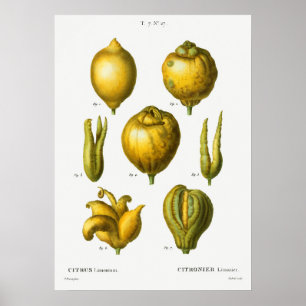 Vintage Botanical Illustration Poster