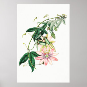 Vintage Botanical Illustration Poster