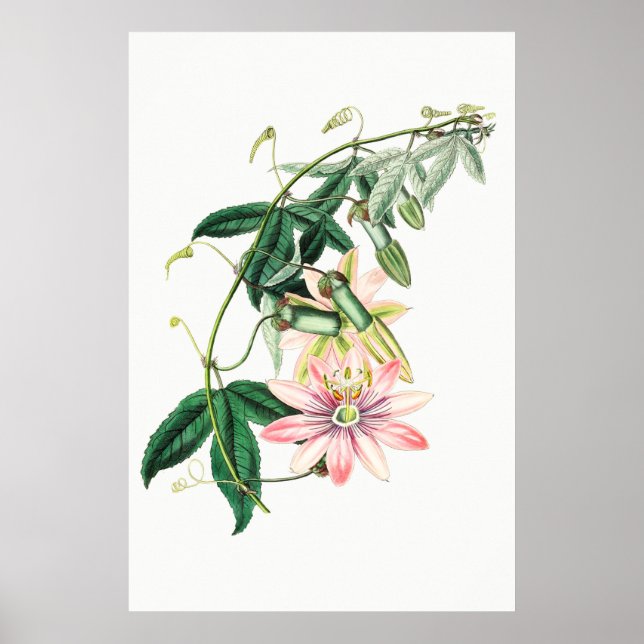 Vintage Botanical Illustration Poster (Front)