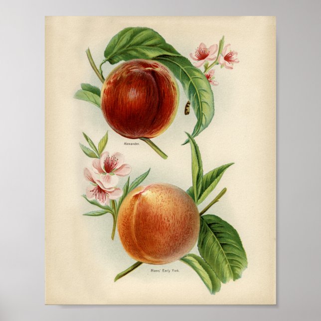 Vintage Botanical Illustration Poster (Front)