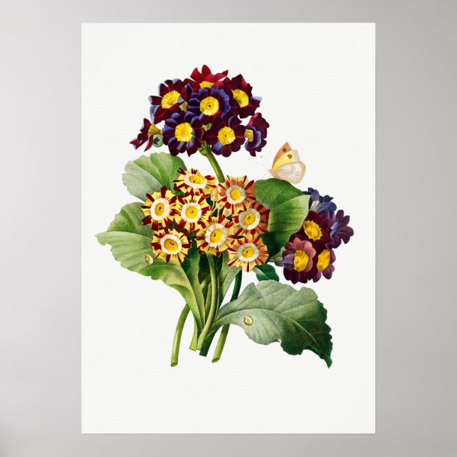 Vintage Botanical Illustration Poster (Front)