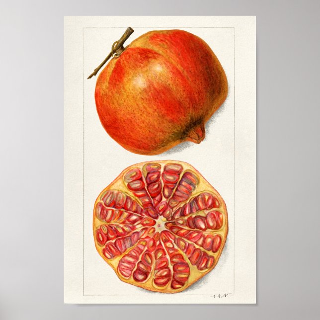 Vintage Botanical Illustration Poster (Front)