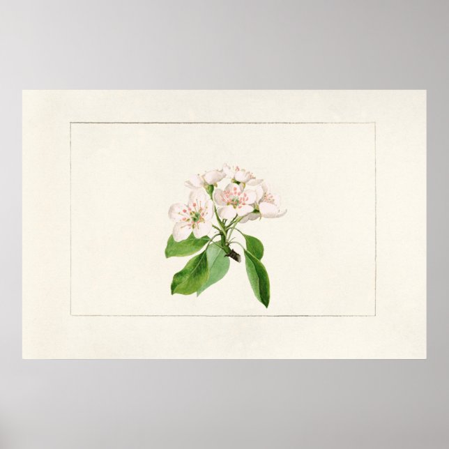 Vintage Botanical Illustration Poster (Front)