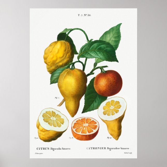 Vintage Botanical Illustration Poster (Front)