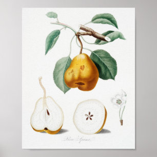 Vintage Botanical Illustration Poster